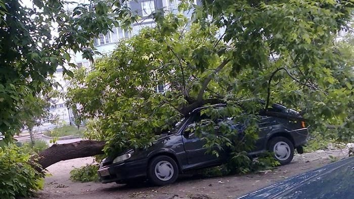 «Бишкекзеленхоз» не ухаживает за деревьями в «Киргизии-1»